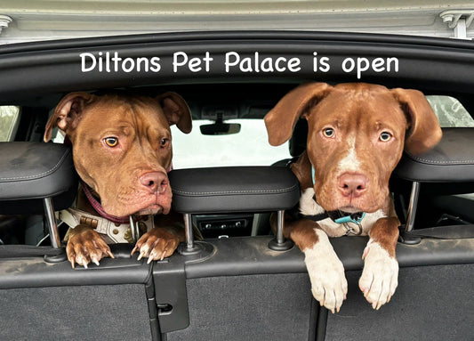 We love dogs...
